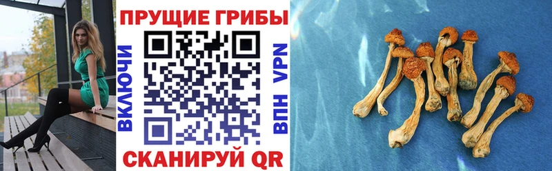 Купить где  Николаевск-на-Амуре  Галлюциногенные грибы GOLDEN TEACHER 